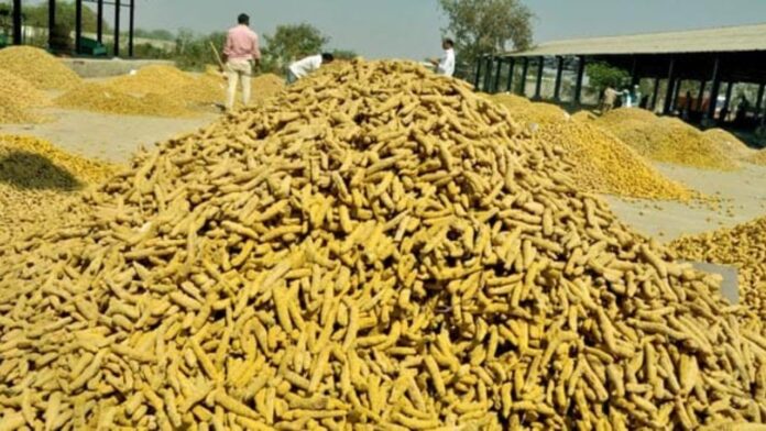 Turmeric Farmers