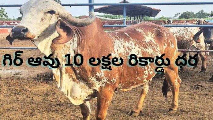 COW RECORD PRICE