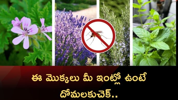 Top 5 Mosquito Repellent Plants for home