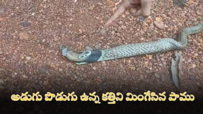 SNAKE SWALLOWED SHARP KNIFE