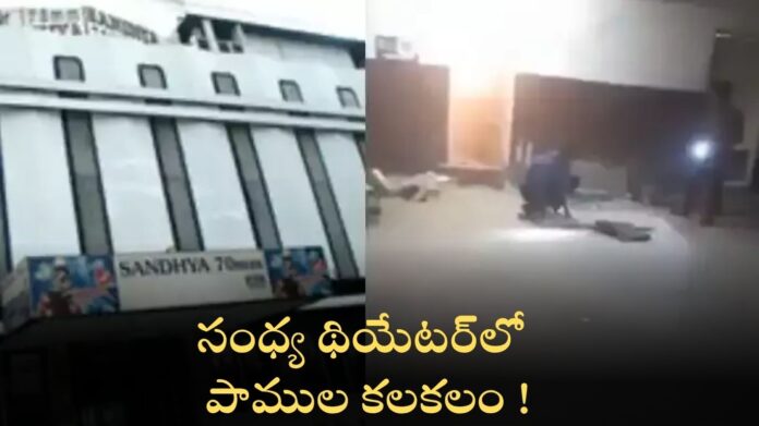 Snake In Sandhya Theatre