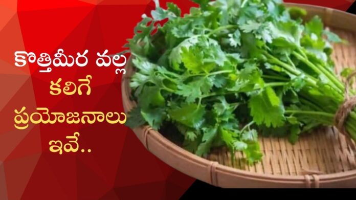 Coriander