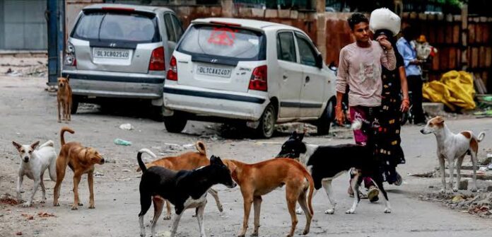 Delhi Stray Dog Shelter Cost