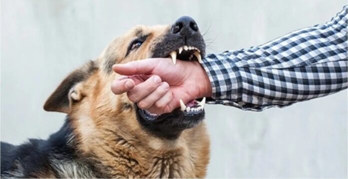 Dog Bites in elangana