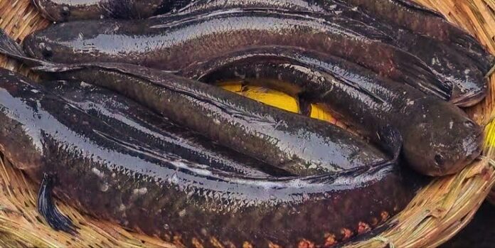 Health benefits of murrel fish