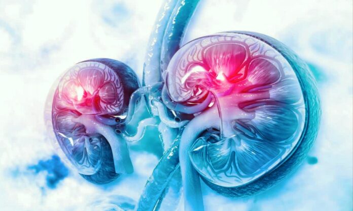 Common habits that damage the kidneys