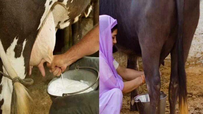 AP Government Announces 80% Subsidy for Dairy Farmers under New Livestock Insurance Scheme