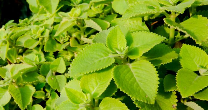 Health benefits of Karpooravalli leaves