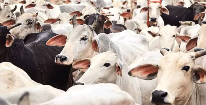 Pradhan Mantri Fasal Bima Yojana