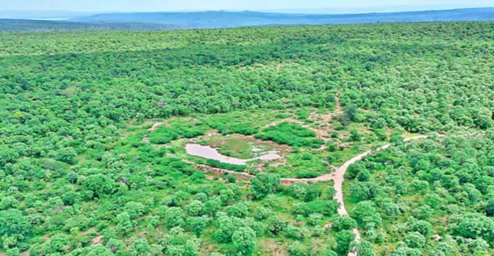 series of murders in Nallamala forest