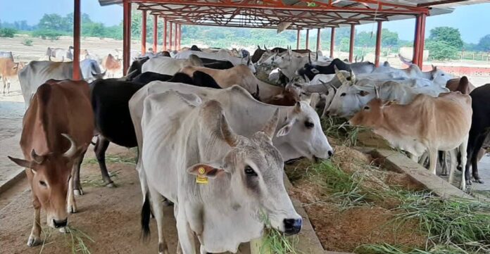 50 kg plastic removed from cow stomach