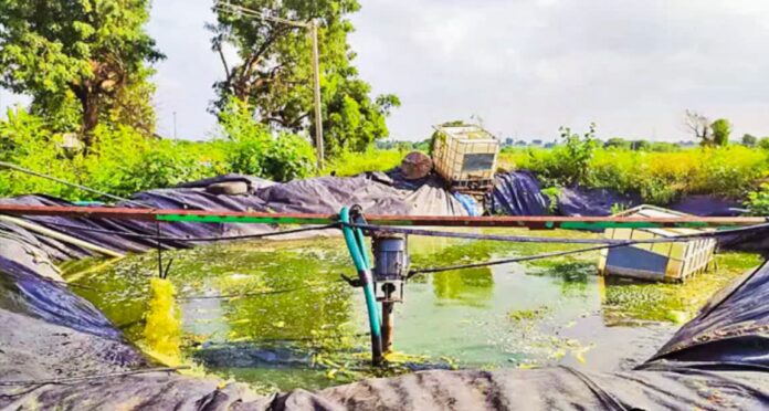 Organic farming success stories