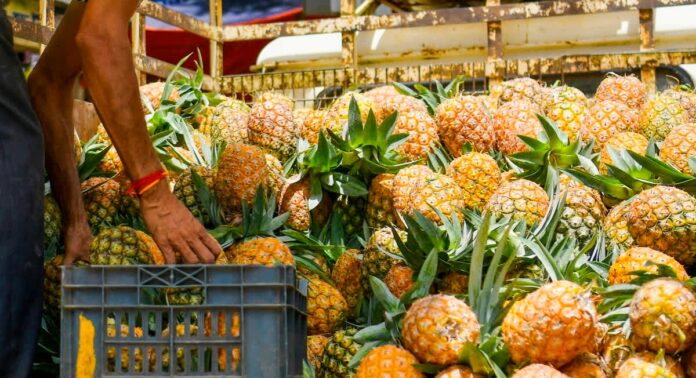 Farmer grows 150 pineapple varieties