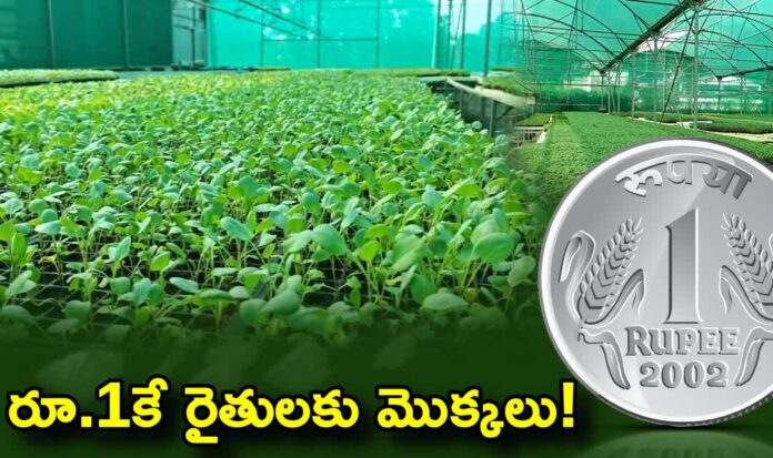 One rupee vegetable saplings scheme