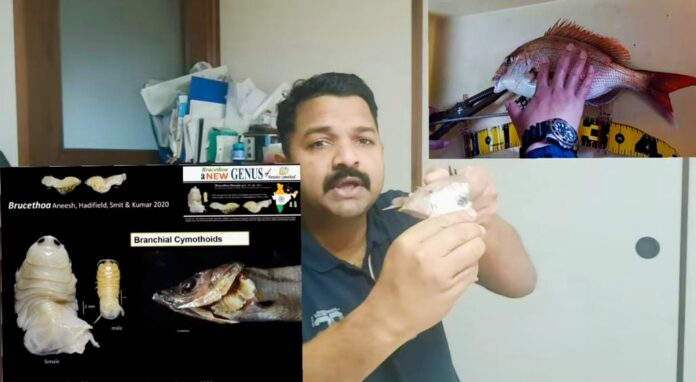 New deep-sea fish parasite discovery