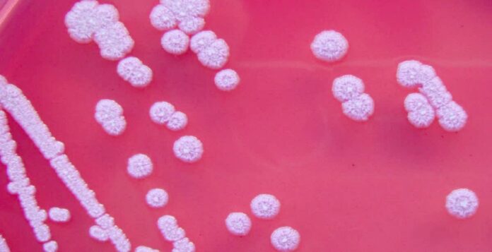 Melioidosis outbreak in Guntur