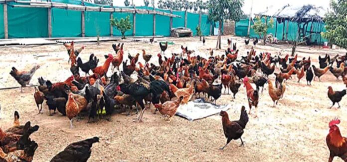 Rural poultry farming scheme