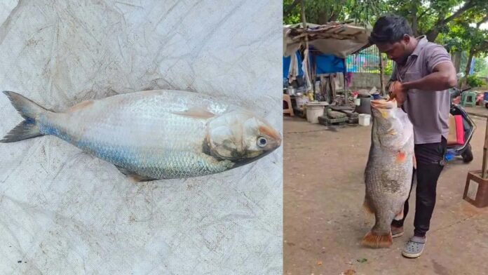 Floodwaters of Godavari: Pulasa and Pandugappa Fish Fetch Sky-High Prices in Auction