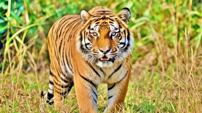 New tiger in Kagaznagar forest