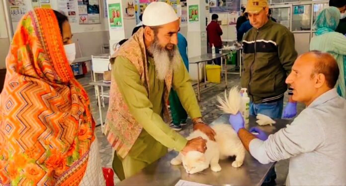 Toxoplasmosis infection from cats