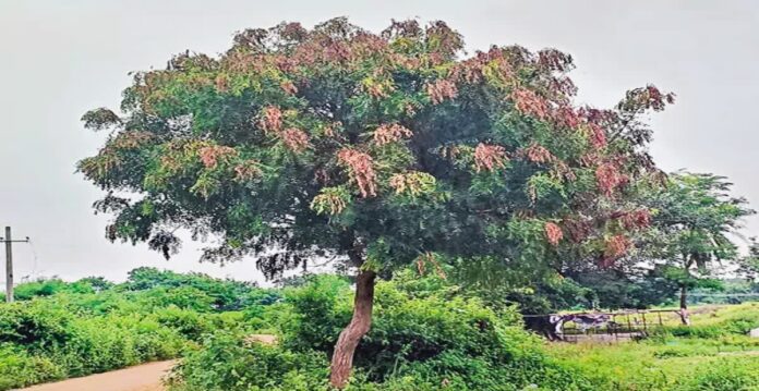 Neem tree dieback disease in Telangana