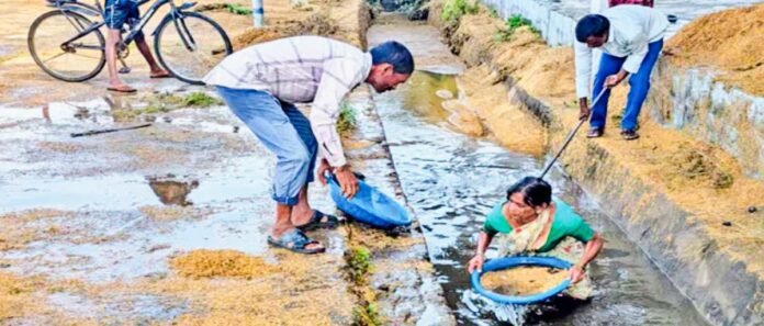 Cyclone Montha crop damage