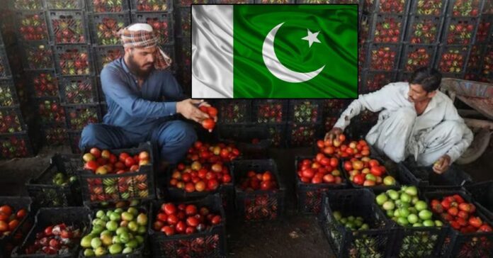 Tomato rates sky rocking in pakistan along with other vegetables, eact tomato costing Rs.75