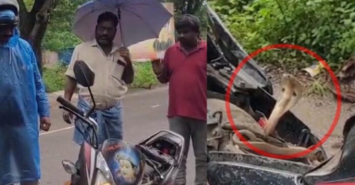 Deadly Snake Found Hiding Under Bike Seat in Kakinada