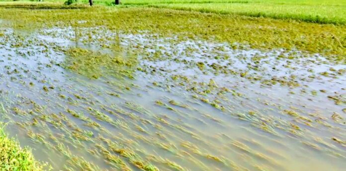 Karimnagar crop damage from cyclone