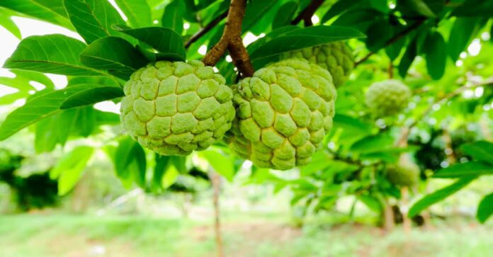 Custard apple health benefits