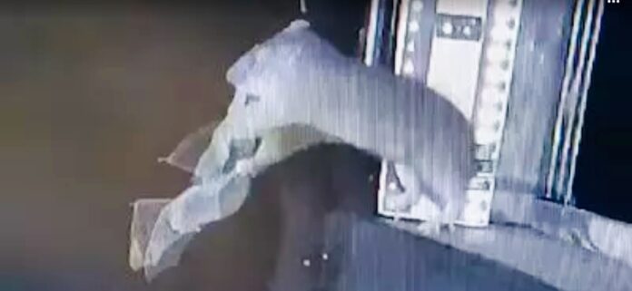 New disease transmission from rats and bats