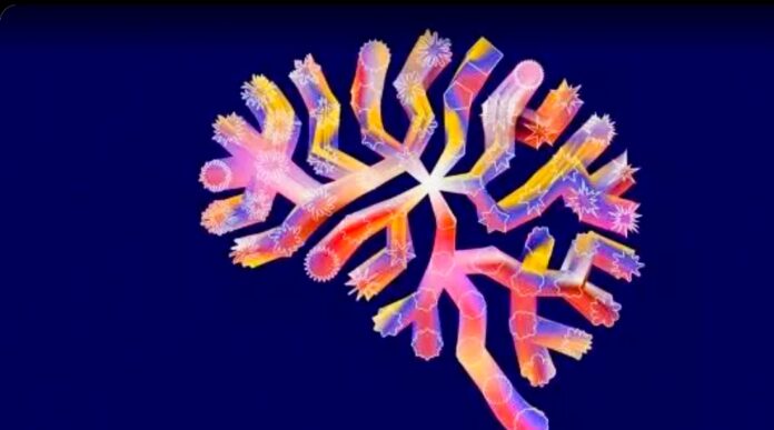 Atlas of the developing brain