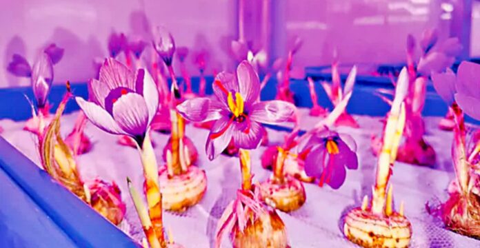 Aeroponic saffron farming in Telangana