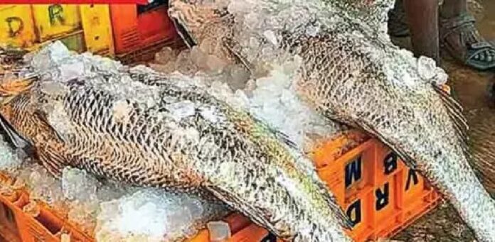 'PULASA' Record Broken! Rare Catfish Fetches ₹3,000 Per Kg in Rameswaram, Netting ₹1.65 Lakh